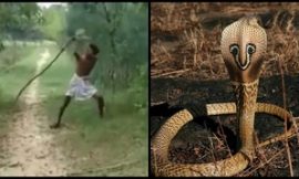 Vengeful Indian father kills King Cobra with bare hands to avenge son’s death