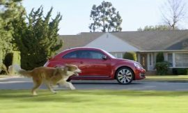 Why do dogs chase cars?