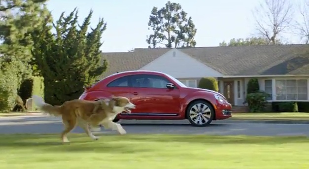 You are currently viewing Why do dogs chase cars?