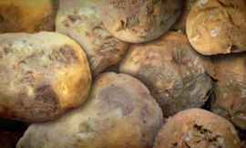 Do You Know Rotten Potato Can Kill You ? Read The Story Here