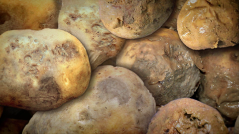 Read more about the article Do You Know Rotten Potato Can Kill You ? Read The Story Here