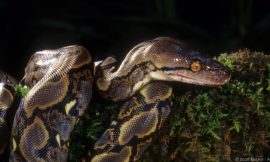 Missing Indonesian farmer found dead inside giant python