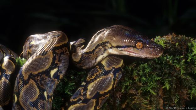 You are currently viewing Missing Indonesian farmer found dead inside giant python