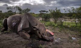 Rhino without its horn wins Wildlife Photographer of the Year prize