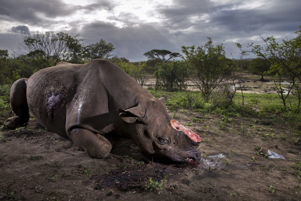 You are currently viewing Rhino without its horn wins Wildlife Photographer of the Year prize